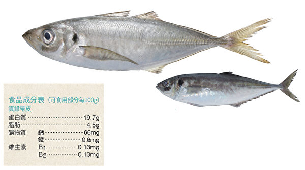 竹荚鱼是营养均衡的代表性青背鱼。（方舟文化提供／合成）