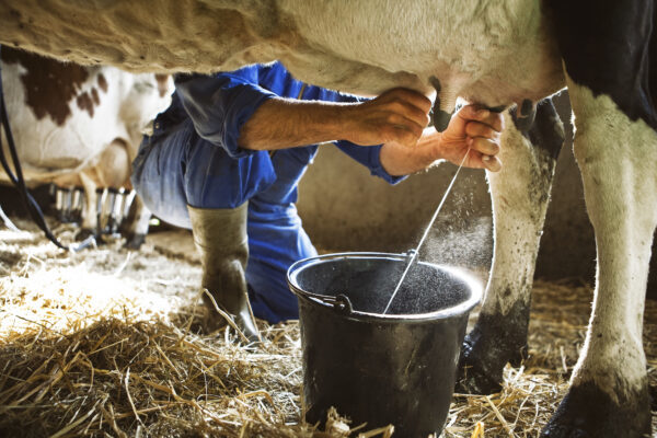 生牛奶对人体有益 教你开菲尔制作方法